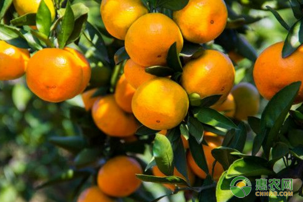 柑橘树施肥修剪、保花保果、防治病虫等管护要点